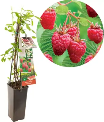 Rubus idaeus 'Heritage' (Framboos) fruitplant 60cm - afbeelding 1