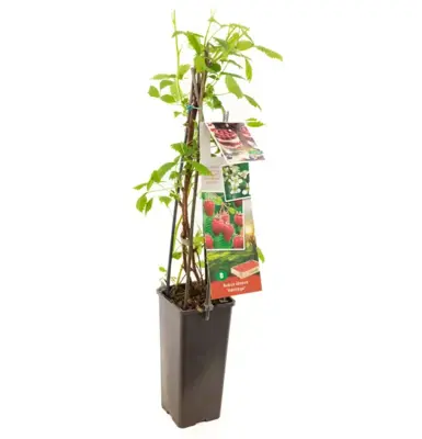 Rubus idaeus 'Heritage' (Framboos) fruitplant 60cm - afbeelding 2