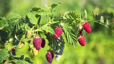 Rubus idaeus 'Heritage' (Framboos) fruitplant 60cm - afbeelding 4