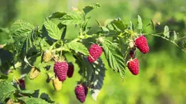 Rubus idaeus 'Heritage' (Framboos) fruitplant 60cm - afbeelding 4
