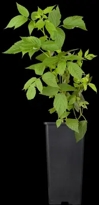 Rubus idaeus 'Heritage' (Framboos) fruitplant 60cm - afbeelding 5