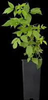 Rubus idaeus 'Heritage' (Framboos) fruitplant 60cm - afbeelding 5