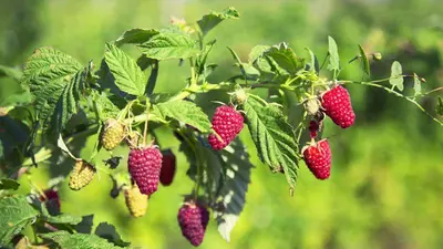 Rubus idaeus 'Heritage' (Framboos) fruitplant 60cm - afbeelding 4