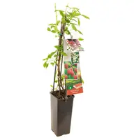Rubus idaeus 'Heritage' (Framboos) fruitplant 60cm - afbeelding 2