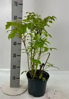 Rubus idaeus 'Herritage' (Framboos) 60cm - afbeelding 4