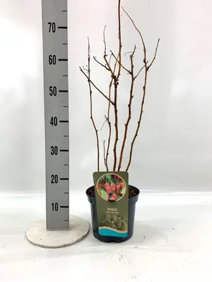 Rubus idaeus 'Herritage' (Framboos) 60cm - afbeelding 2