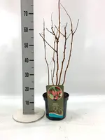 Rubus idaeus 'Herritage' (Framboos) 60cm - afbeelding 2