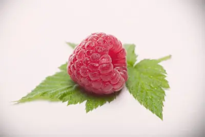 Rubus idaeus 'Himbo top' (Framboos) fruitplant 60cm - afbeelding 4
