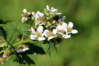 Rubus idaeus 'Himbo top' (Framboos) fruitplant 60cm - afbeelding 3