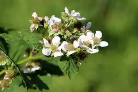 Rubus idaeus 'Himbo top' (Framboos) fruitplant 60cm - afbeelding 3