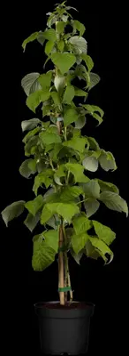 Rubus idaeus 'Himbo top' (Framboos) fruitplant 60cm - afbeelding 5