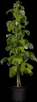 Rubus idaeus 'Himbo top' (Framboos) fruitplant 60cm - afbeelding 5
