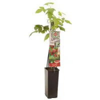 Rubus idaeus 'Himbo top' (Framboos) fruitplant 60cm - afbeelding 1