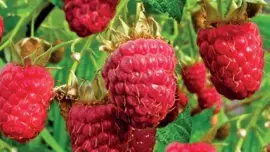 Rubus idaeus 'Himbo top' (Framboos) fruitplant 60cm - afbeelding 2