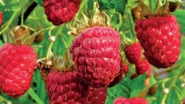 Rubus idaeus 'Himbo top' (Framboos) fruitplant 60cm - afbeelding 2