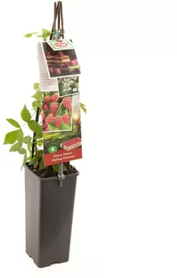 Rubus idaeus 'Malling Promise' (Framboos) fruitplant 60cm - afbeelding 2