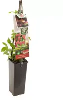 Rubus idaeus 'Malling Promise' (Framboos) fruitplant 60cm - afbeelding 2
