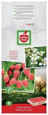 Rubus idaeus 'Malling Promise' (Framboos) fruitplant 60cm - afbeelding 4
