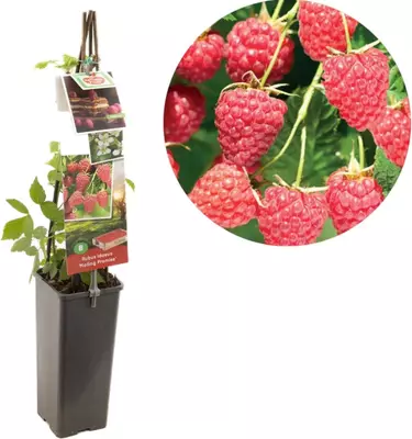 Rubus idaeus 'Malling Promise' (Framboos) fruitplant 60cm - afbeelding 1