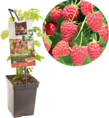 Rubus idaeus 'Malling Promise' (Framboos) fruitplant 65cm - afbeelding 1