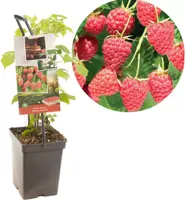 Rubus idaeus 'Malling Promise' (Framboos) fruitplant 65cm - afbeelding 1