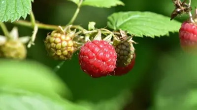 Rubus idaeus 'Malling Promise' (Framboos) fruitplant 65cm - afbeelding 5