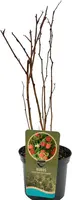 Rubus idaeus 'Malling Promise' (Zomerframboos) 60cm - afbeelding 3