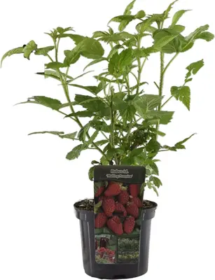 Rubus idaeus 'Malling Promise' (Zomerframboos) 60cm - afbeelding 2