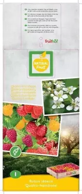 Rubus idaeus 'Quatro framboos' (Framboos) fruitplant 65cm - afbeelding 4