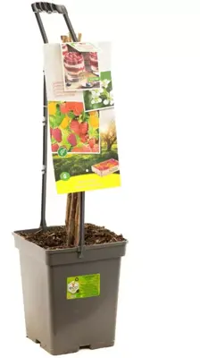 Rubus idaeus 'Quatro framboos' (Framboos) fruitplant 65cm - afbeelding 3