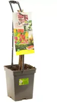 Rubus idaeus 'Quatro framboos' (Framboos) fruitplant 65cm - afbeelding 3