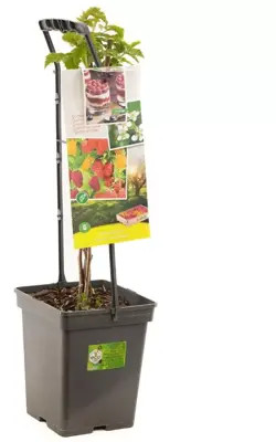 Rubus idaeus 'Quatro framboos' (Framboos) fruitplant 65cm - afbeelding 2