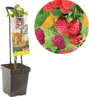 Rubus idaeus 'Quatro framboos' (Framboos) fruitplant 65cm - afbeelding 1