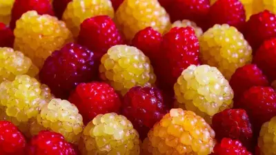 Rubus idaeus 'Quatro framboos' (Framboos) fruitplant 65cm - afbeelding 5