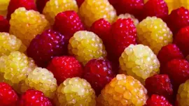 Rubus idaeus 'Quatro framboos' (Framboos) fruitplant 65cm - afbeelding 5
