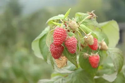 Rubus idaeus 'Schönemann' (Framboos) fruitplant 60cm - afbeelding 7