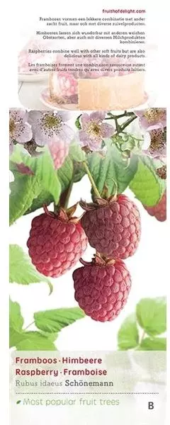 Rubus idaeus 'Schönemann' (Framboos) fruitplant 60cm - afbeelding 4