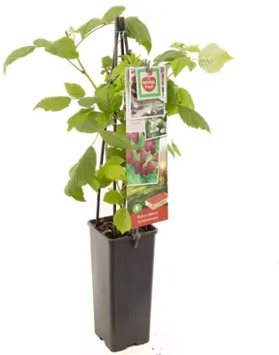 Rubus idaeus 'Schönemann' (Framboos) fruitplant 60cm - afbeelding 2