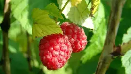 Rubus idaeus 'Schönemann' (Framboos) fruitplant 60cm - afbeelding 5