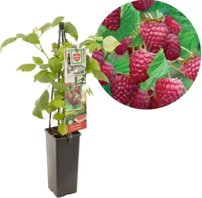 Rubus idaeus 'Schönemann' (Framboos) fruitplant 60cm - afbeelding 1