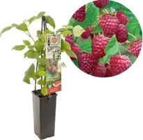 Rubus idaeus 'Schönemann' (Framboos) fruitplant 60cm - afbeelding 1