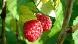 Rubus idaeus 'Schönemann' (Framboos) fruitplant 60cm - afbeelding 5