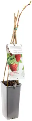 Rubus idaeus 'Solu Red' (Framboos) fruitplant 60cm - afbeelding 2