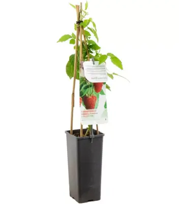 Rubus idaeus 'Solu Red' (Framboos) fruitplant 60cm - afbeelding 1