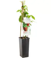 Rubus idaeus 'Solu Red' (Framboos) fruitplant 60cm - afbeelding 1