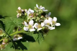 Rubus idaeus 'Solu Red' (Framboos) fruitplant 60cm - afbeelding 3