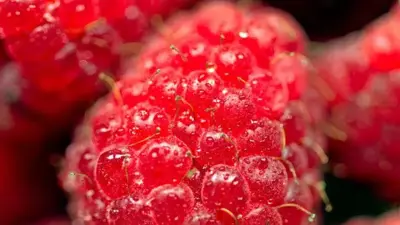 Rubus idaeus 'Sweet Sunshine' (Framboos) fruitplant 40cm - afbeelding 2