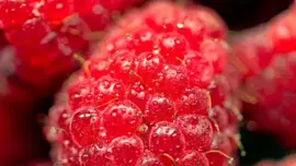 Rubus idaeus 'Sweet Sunshine' (Framboos) fruitplant 40cm - afbeelding 2