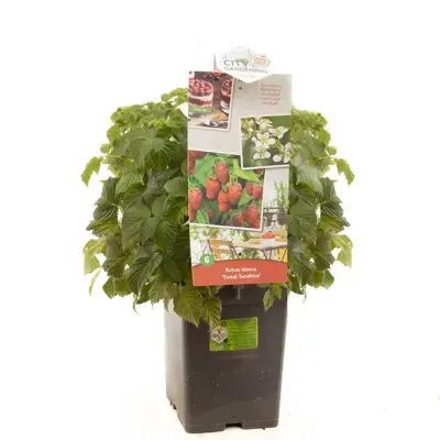 Rubus idaeus 'Sweet Sunshine' (Framboos) fruitplant 40cm - afbeelding 1