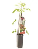 Rubus idaeus 'Tulameen' (Framboos) fruitplant 60cm - afbeelding 2